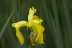 Paleyellow iris